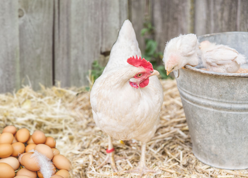 Küken und Eier von glücklichen Hühnern